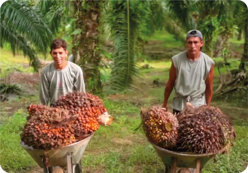 Perú Palmas Misión