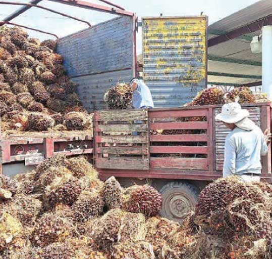 Perú Palmas Noticias