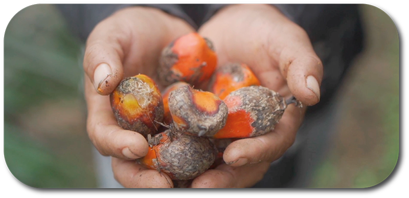 Perú Palamas Valores