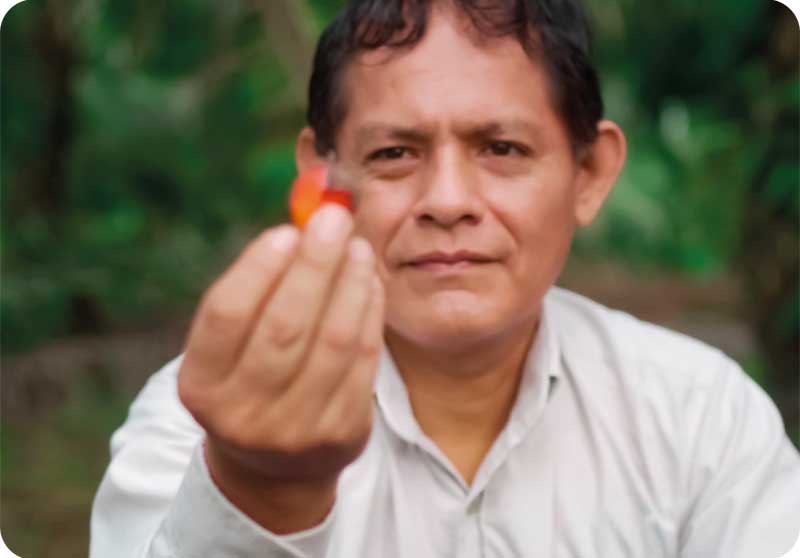 Perú Palmas Visión