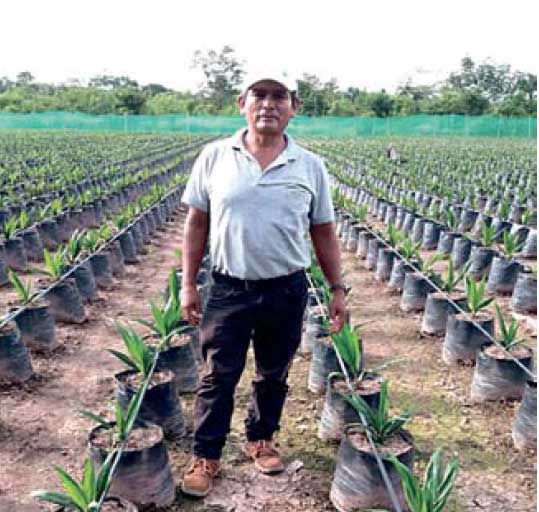Perú Palmas Noticias