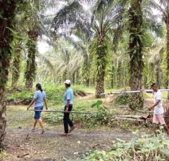 Perú Palmas Noticias