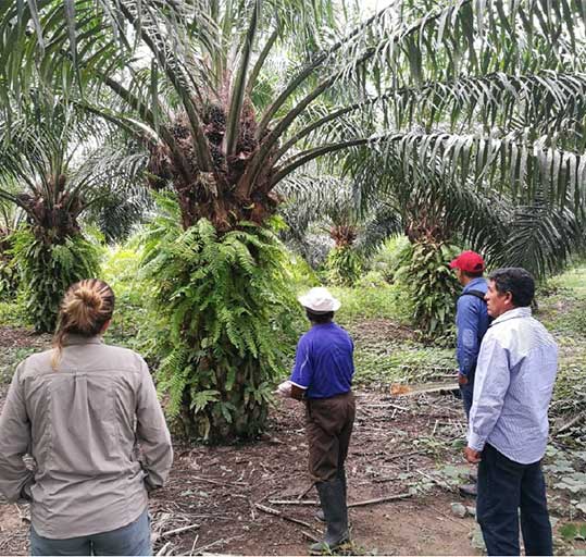 Perú Palmas Noticias