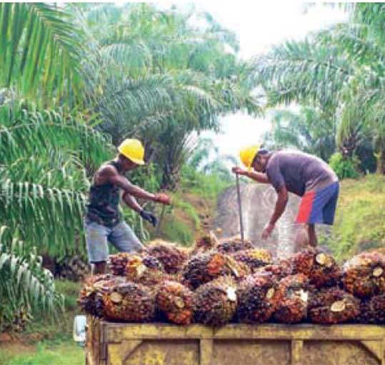 Perú Palmas Noticias