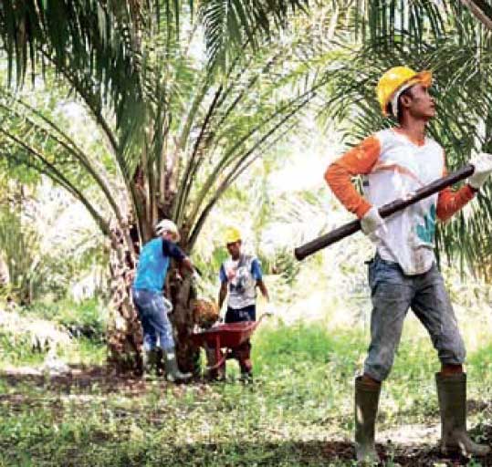 Perú Palmas Noticias