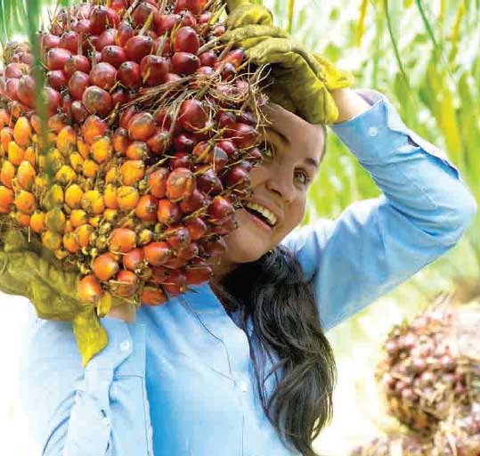 Perú Palmas Noticias