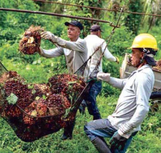 Perú Palmas Noticias