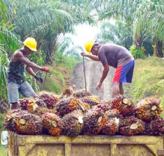 Perú Palmas Noticias