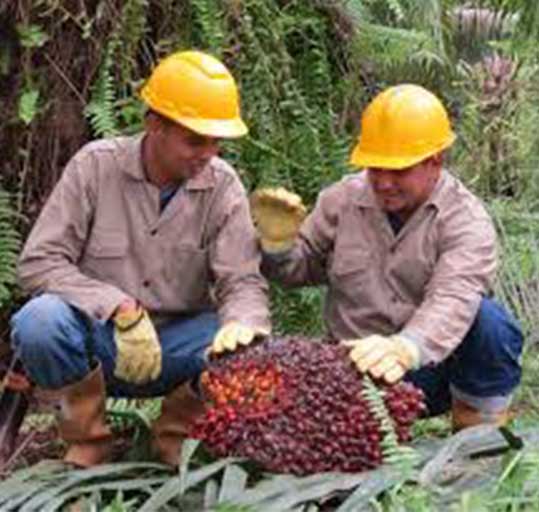 Palma aceitera genera empleo